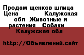 Продам щенков шпица › Цена ­ 15 000 - Калужская обл. Животные и растения » Собаки   . Калужская обл.